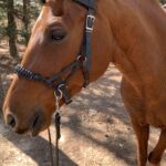 chestnut quarter horse mare