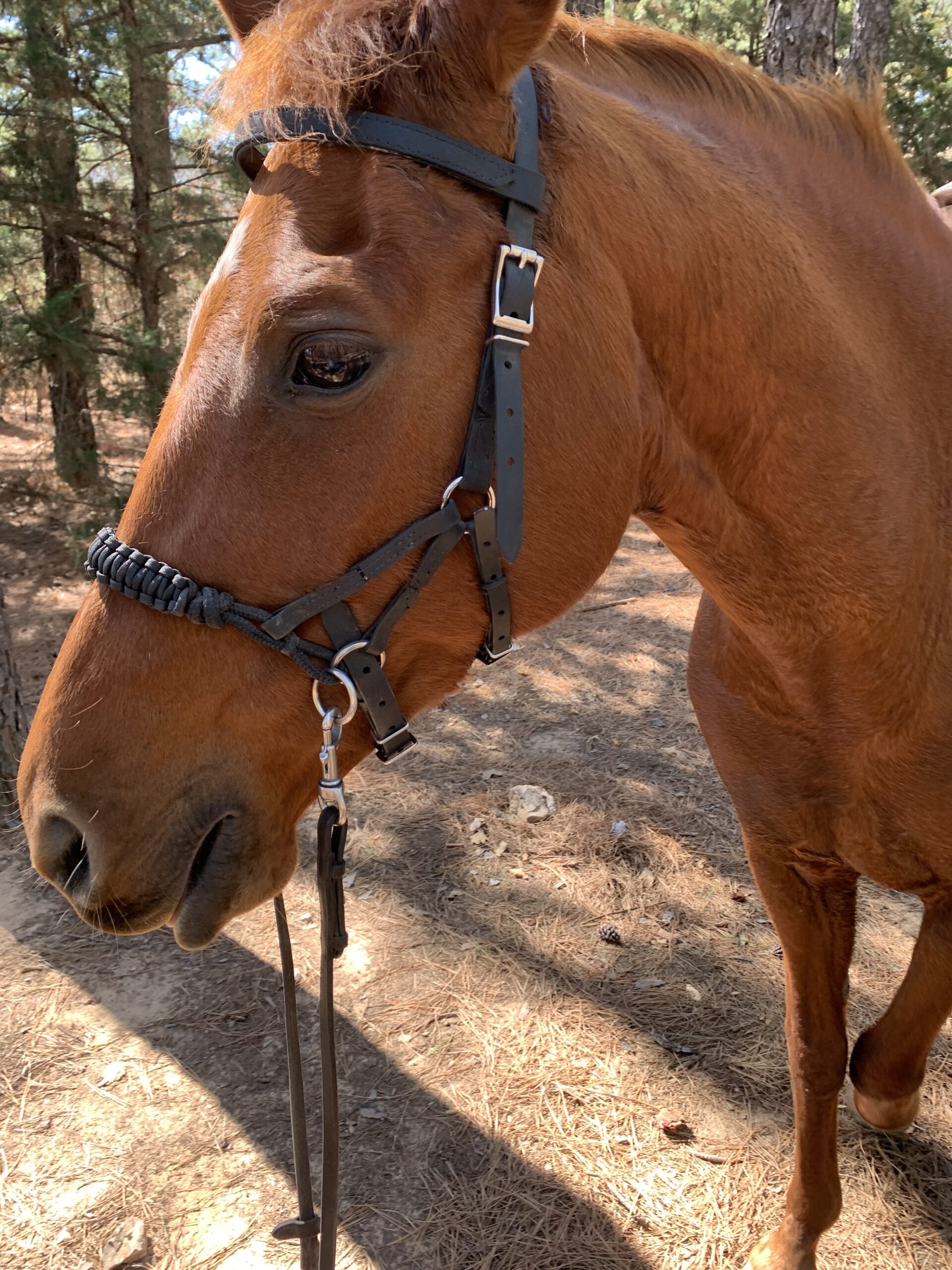 chestnut quarter horse mare