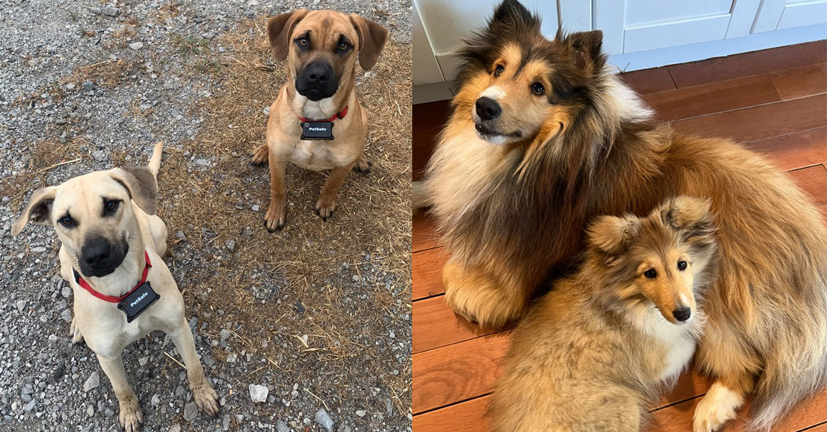 black mouth curs and shetland sheepdogs