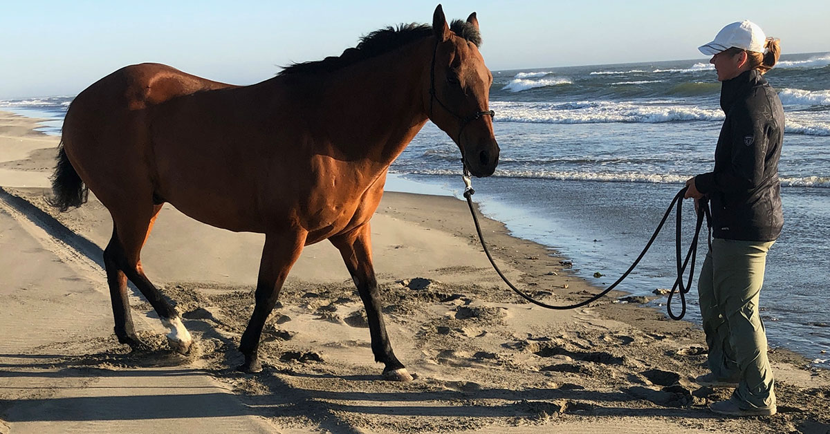 Horse on the beach