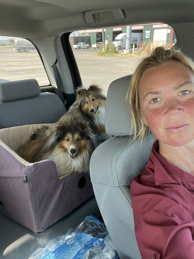 In the car with shelties