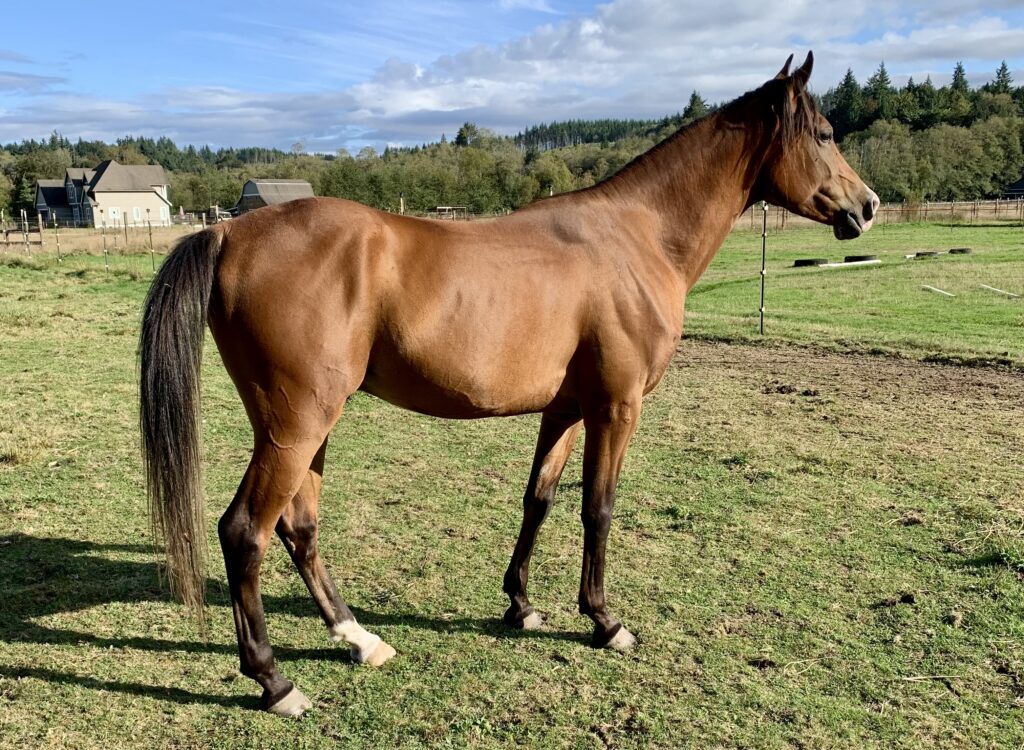 Arabian gelding