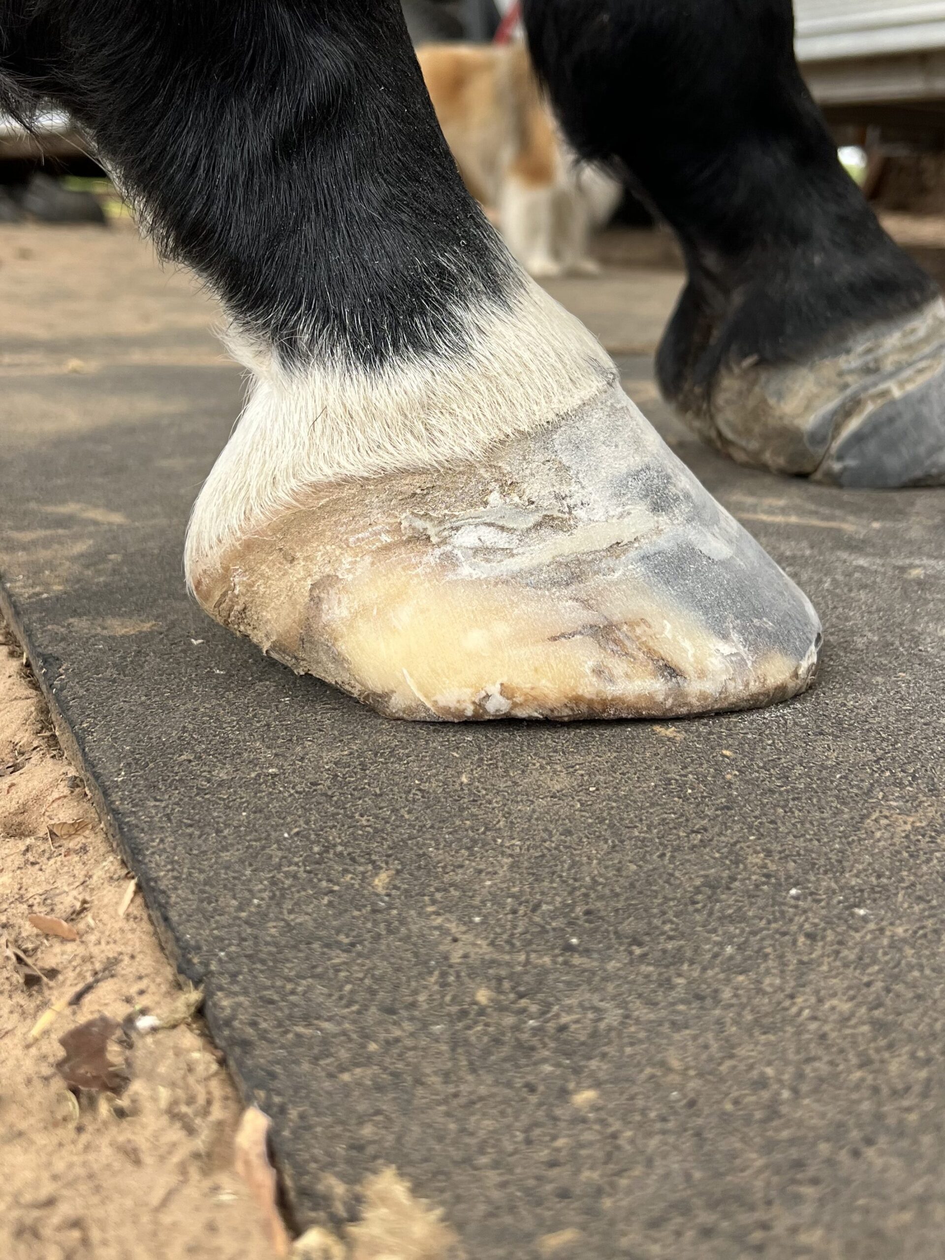 Thoroughbred horse hoof