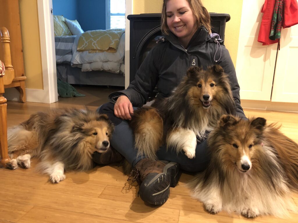 Three adult shelties sitting on a woman's lap.