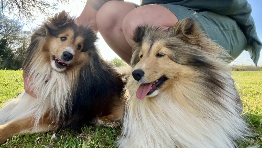 Two shelties laying in the grass