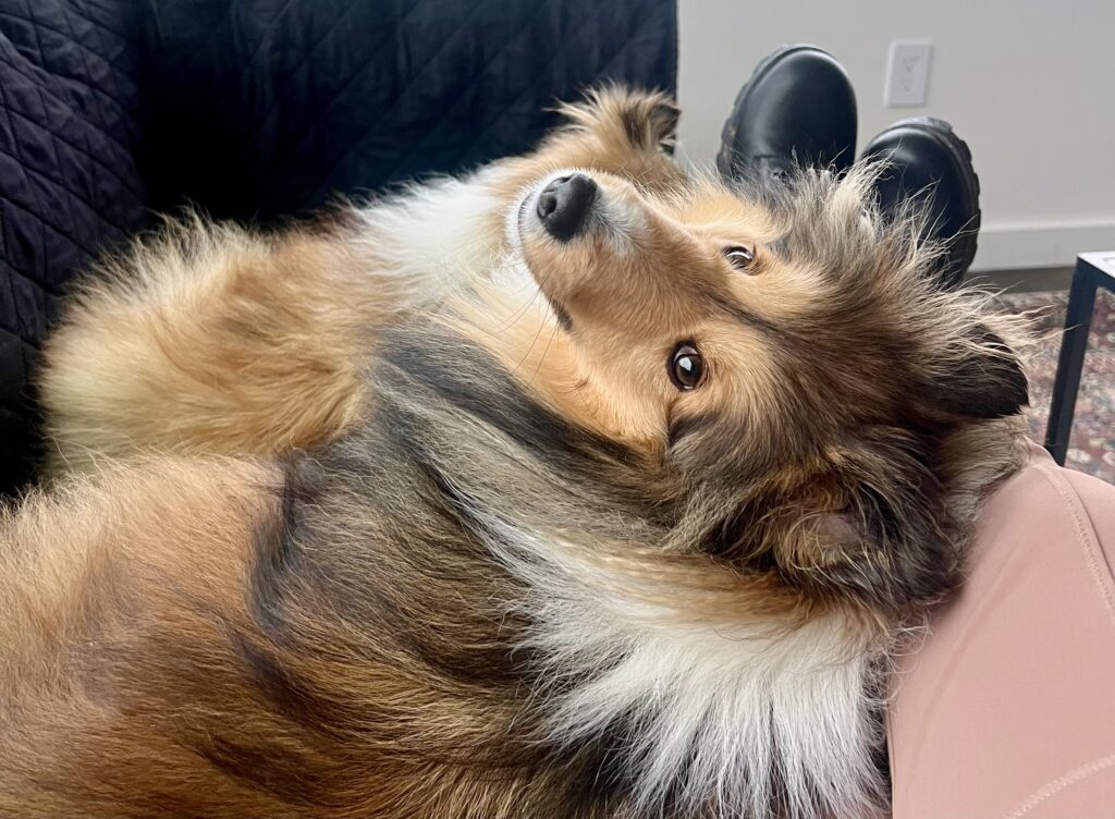 Adult male sheltie looking at the camera.
