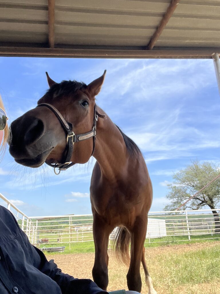 Arabian sniffing my face
