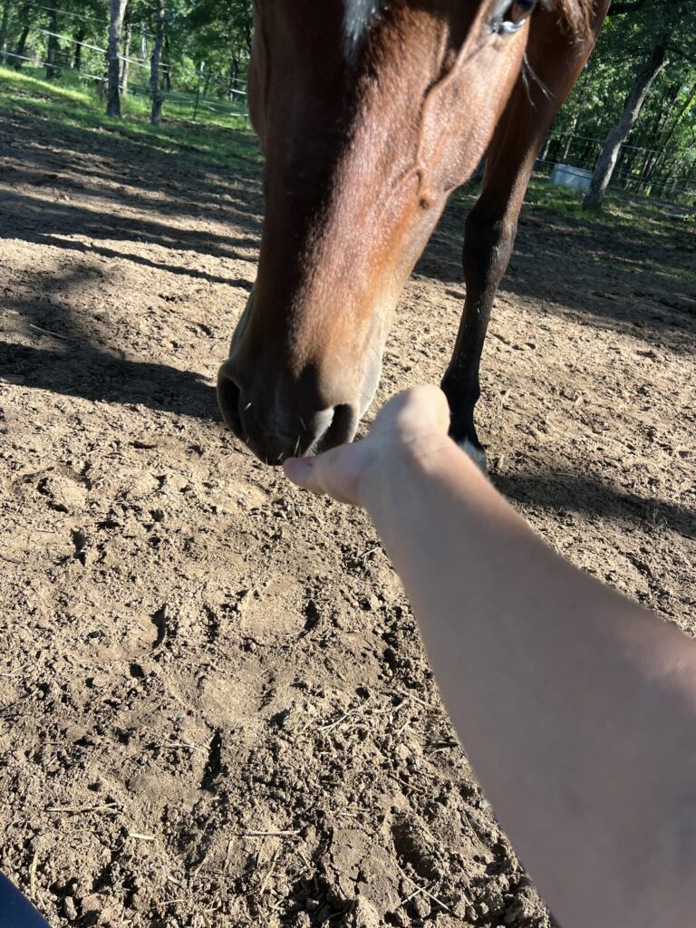 Arabian sniffing an outstretched hand
