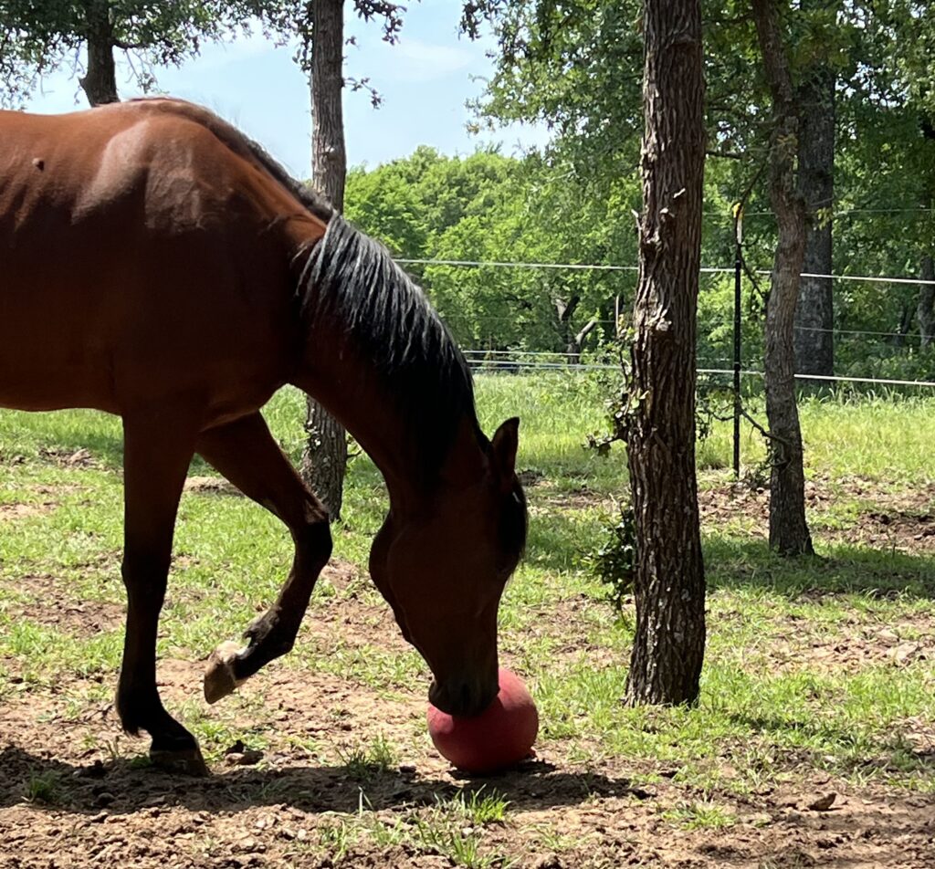 Arabian sniffing a jolly ball