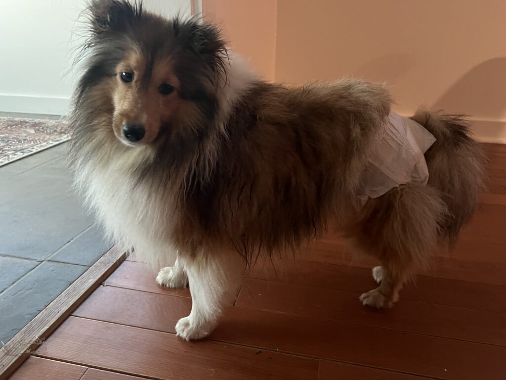 Female sheltie with her diaper for her period.