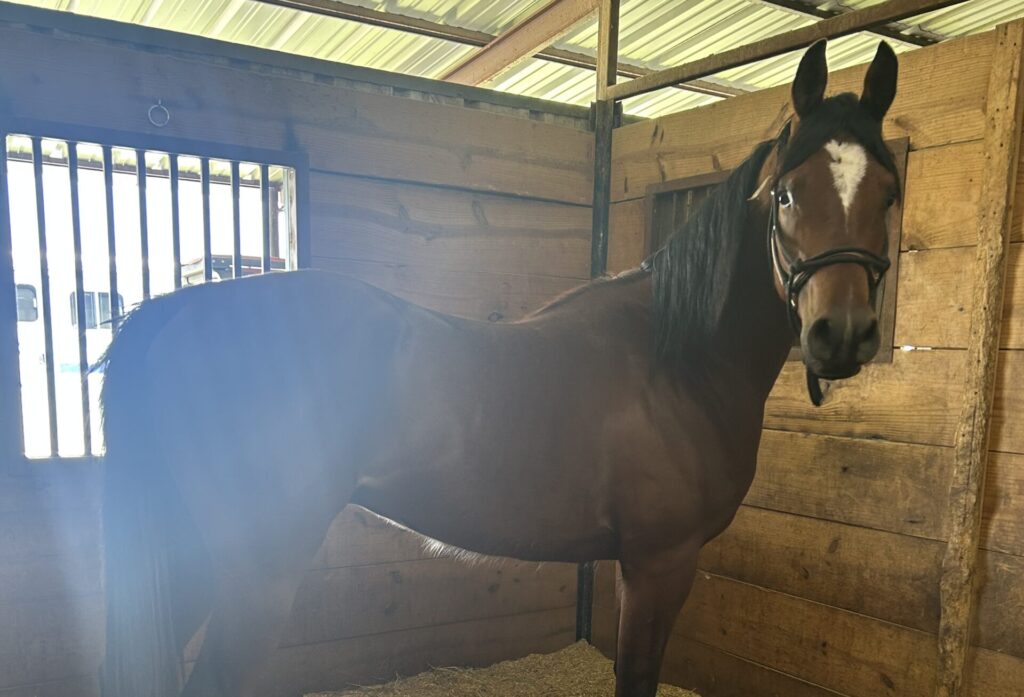 Arabian gelding