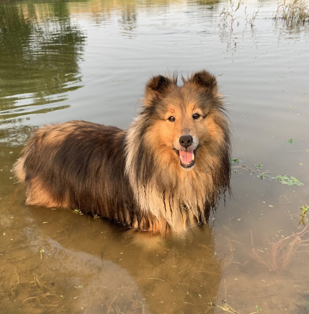 Shetland sheepdog in the water