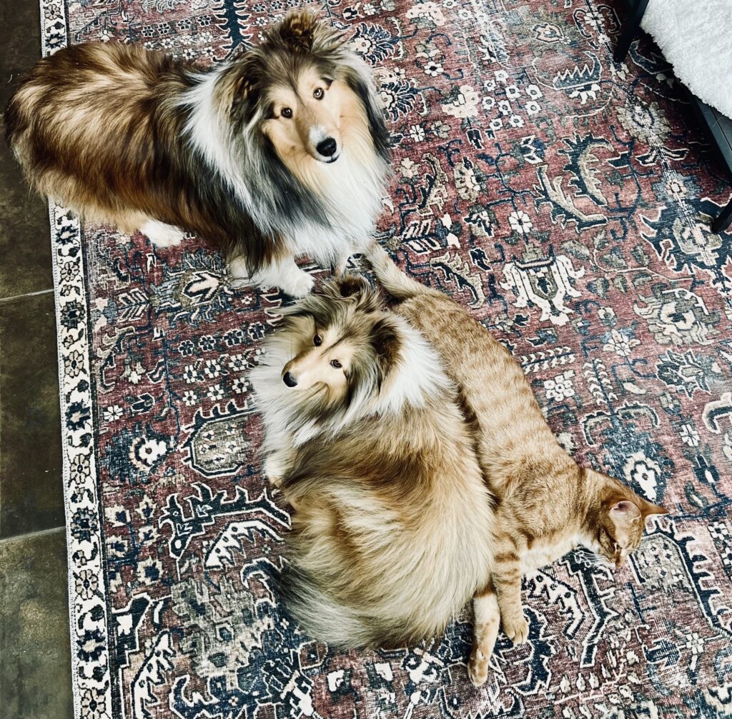 two shelties and an orange cat