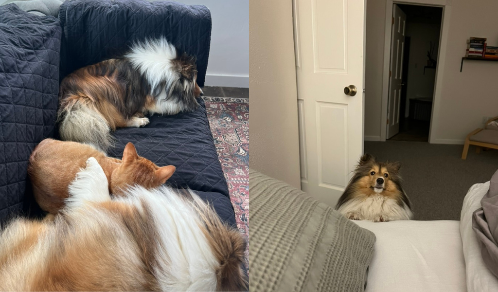 dogs and cat