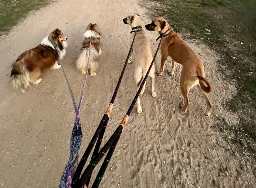 four dogs on leashes
