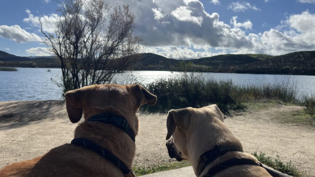 dogs looking out at lake skinner, california
