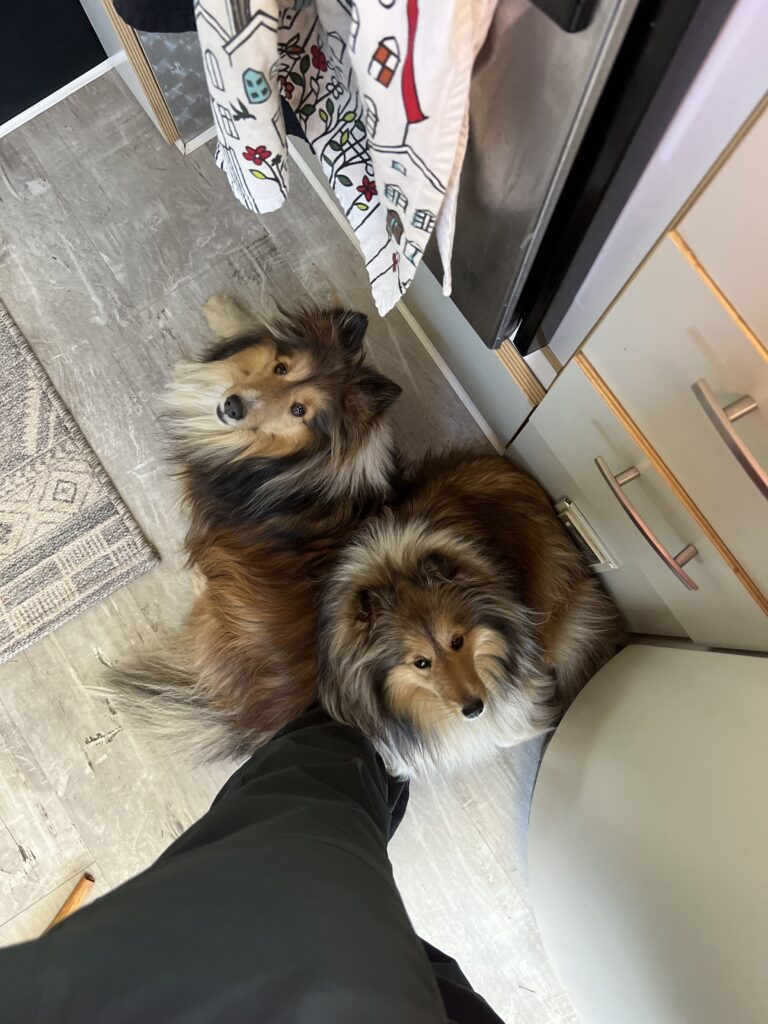 Shelties