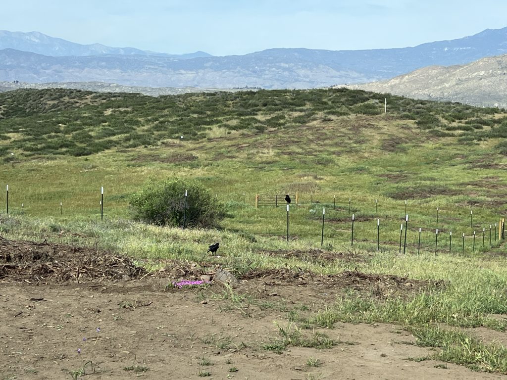 Ravens in Southern California