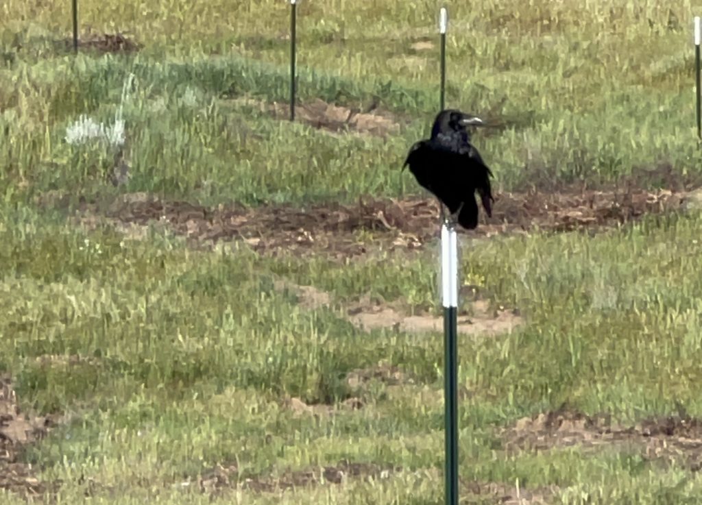 Raven perched on a t-post