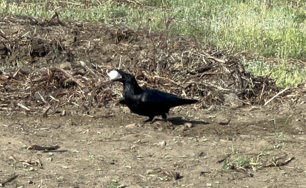 Raven with an egg in its mouth