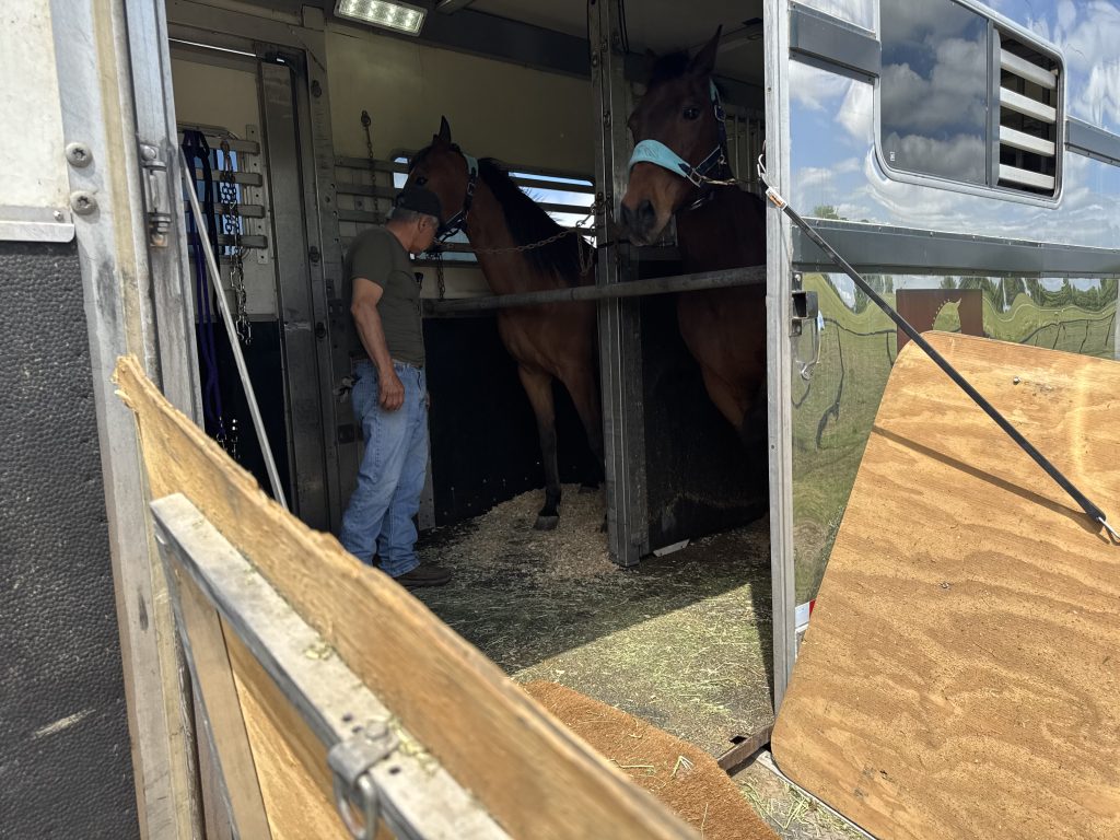 Horses on a trailer for equine express