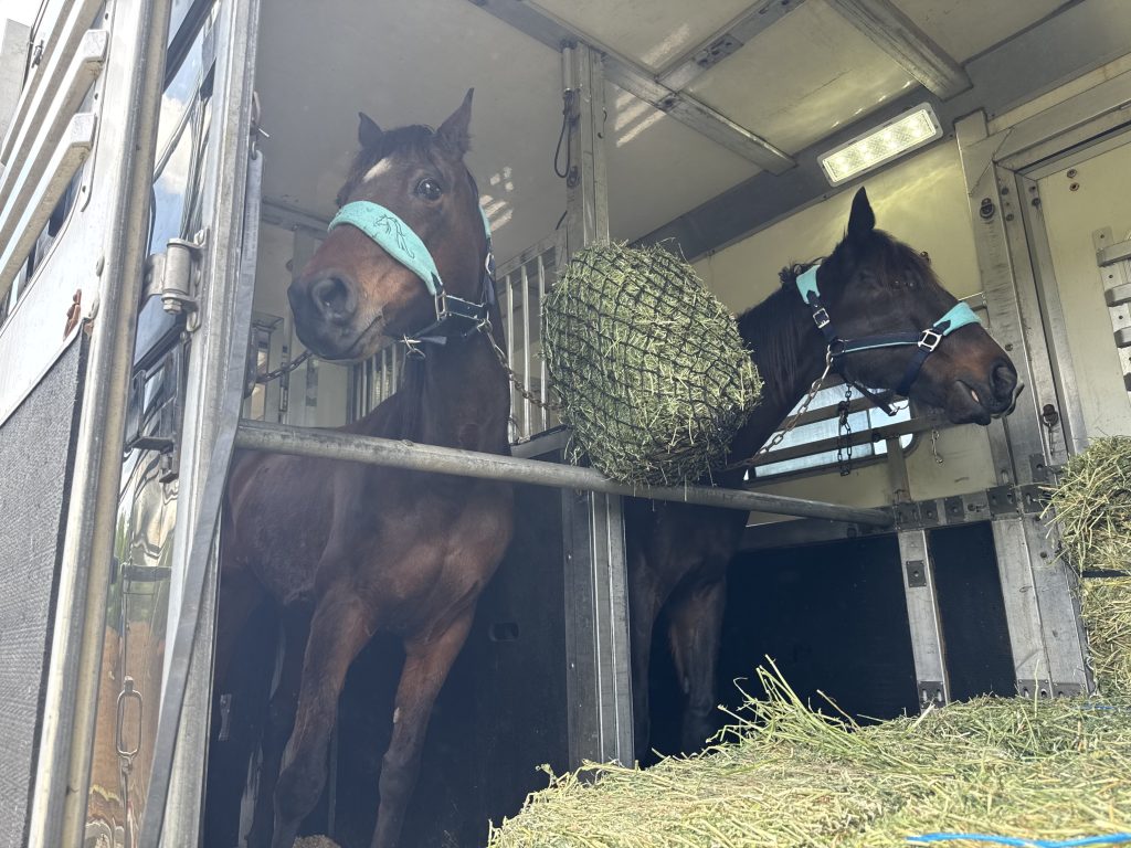 Horses on a trailer for equine express