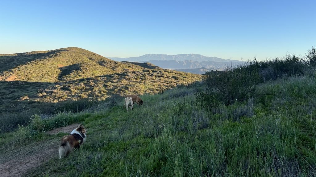 Dogs in SoCal