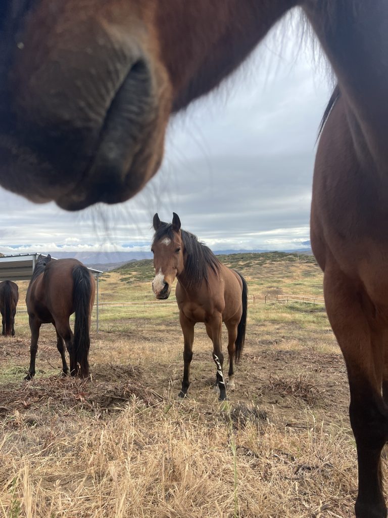 Horse in a pasture