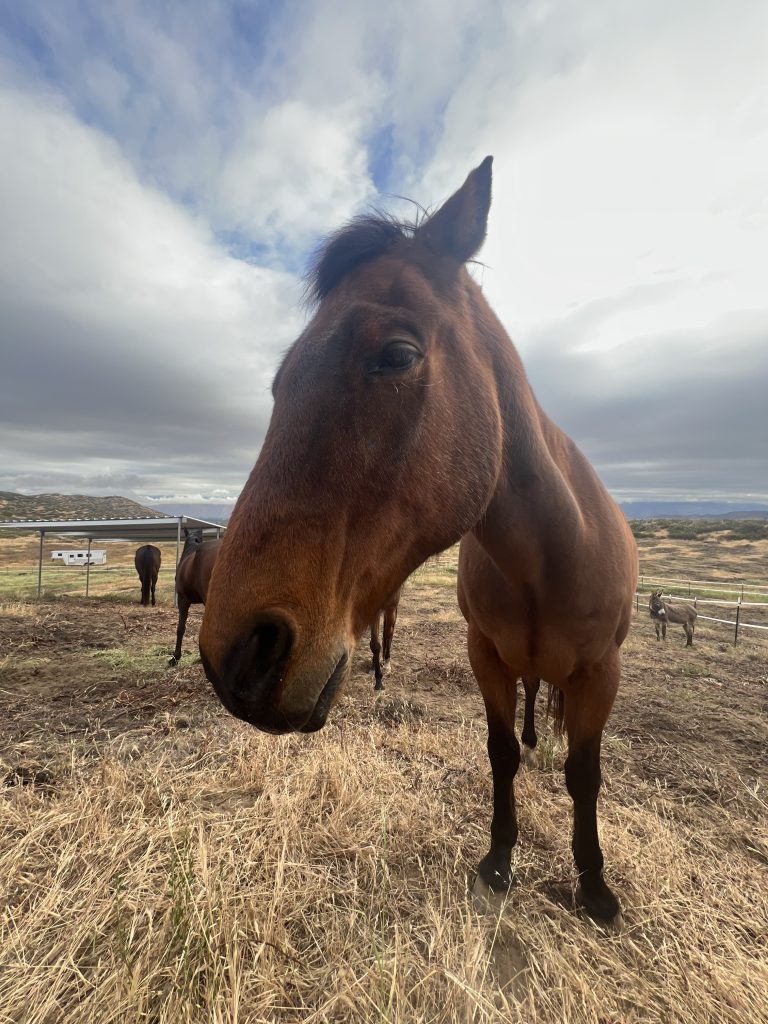 Horse in a pasture