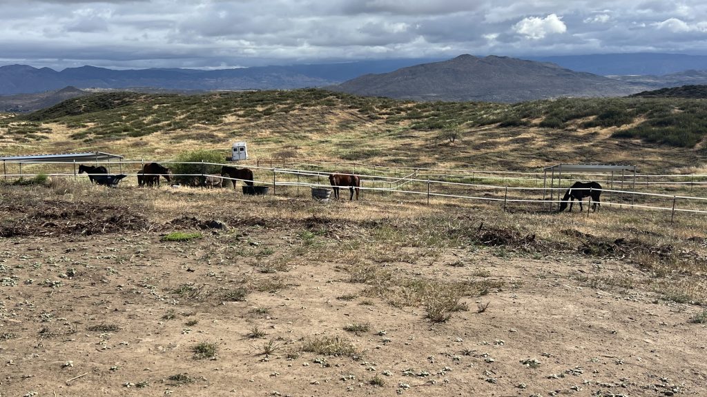 All my horses in Southern Calfornia